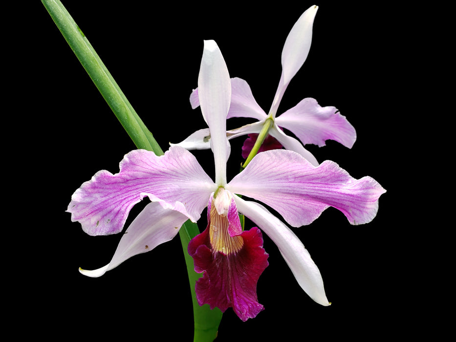 Laelia purpurata var. gilbert x var. atropurpurea 'Ecuagenera'