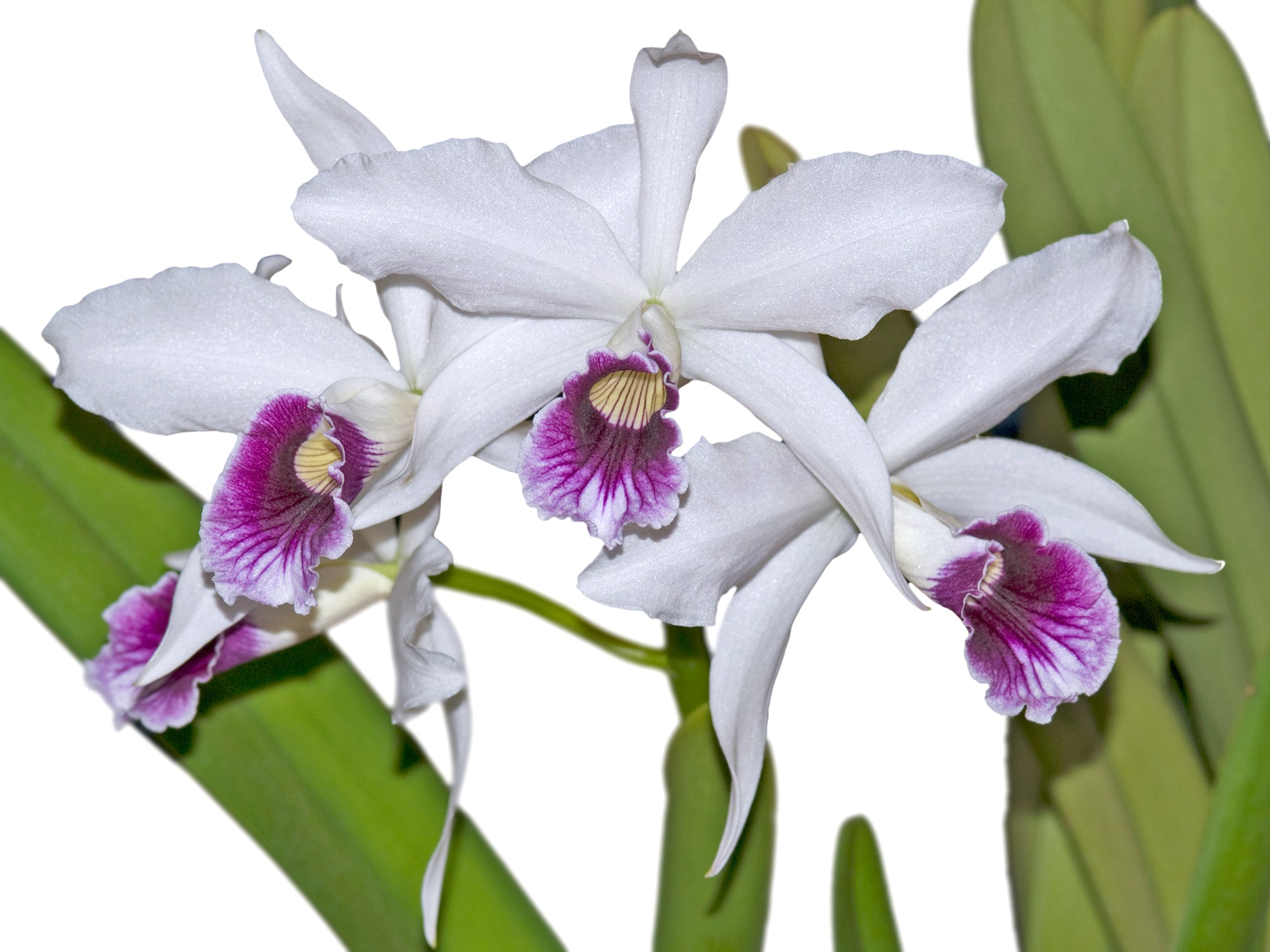 Cattleya purpurata uba tuba