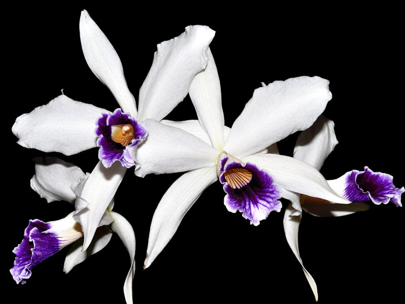 Cattleya purpurata var. werkhauseri