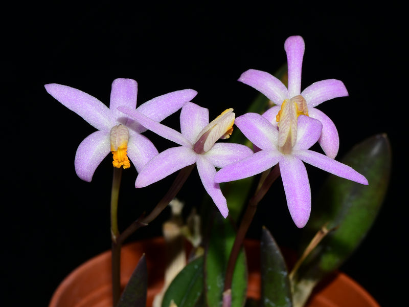 Cattleya reginae