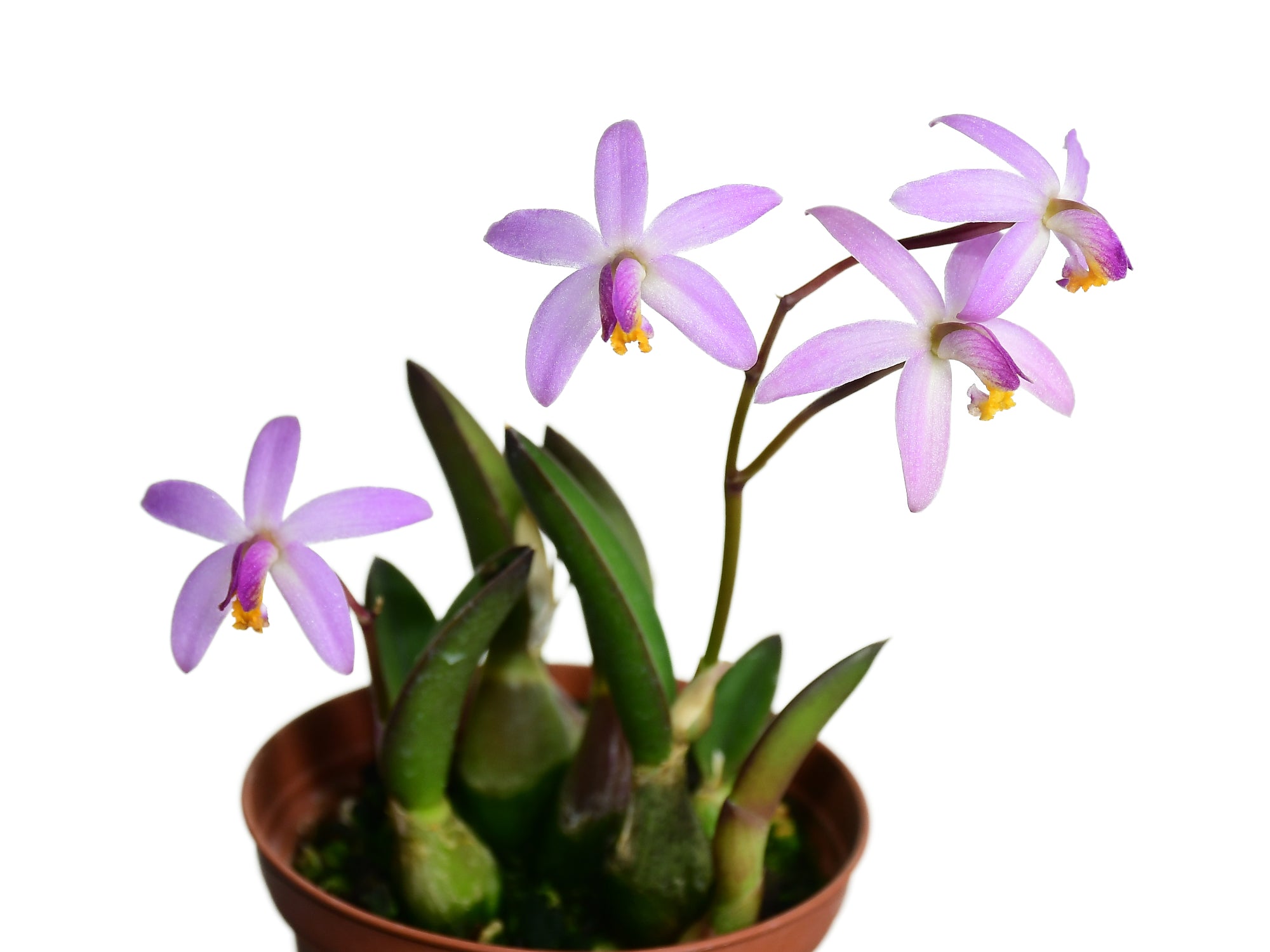 Cattleya reginae