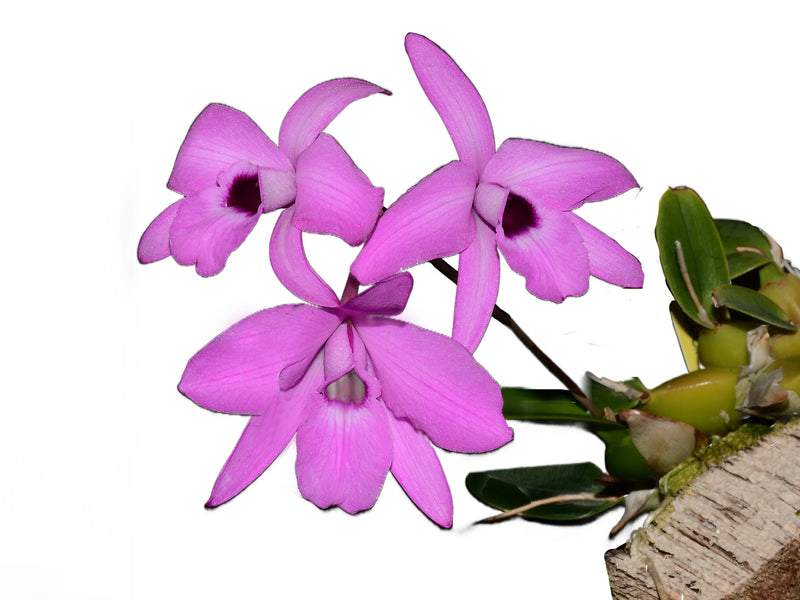 Laelia rubescens