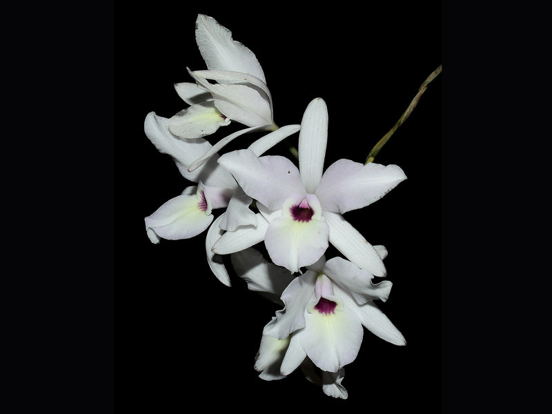 Laelia rubescens f. alba