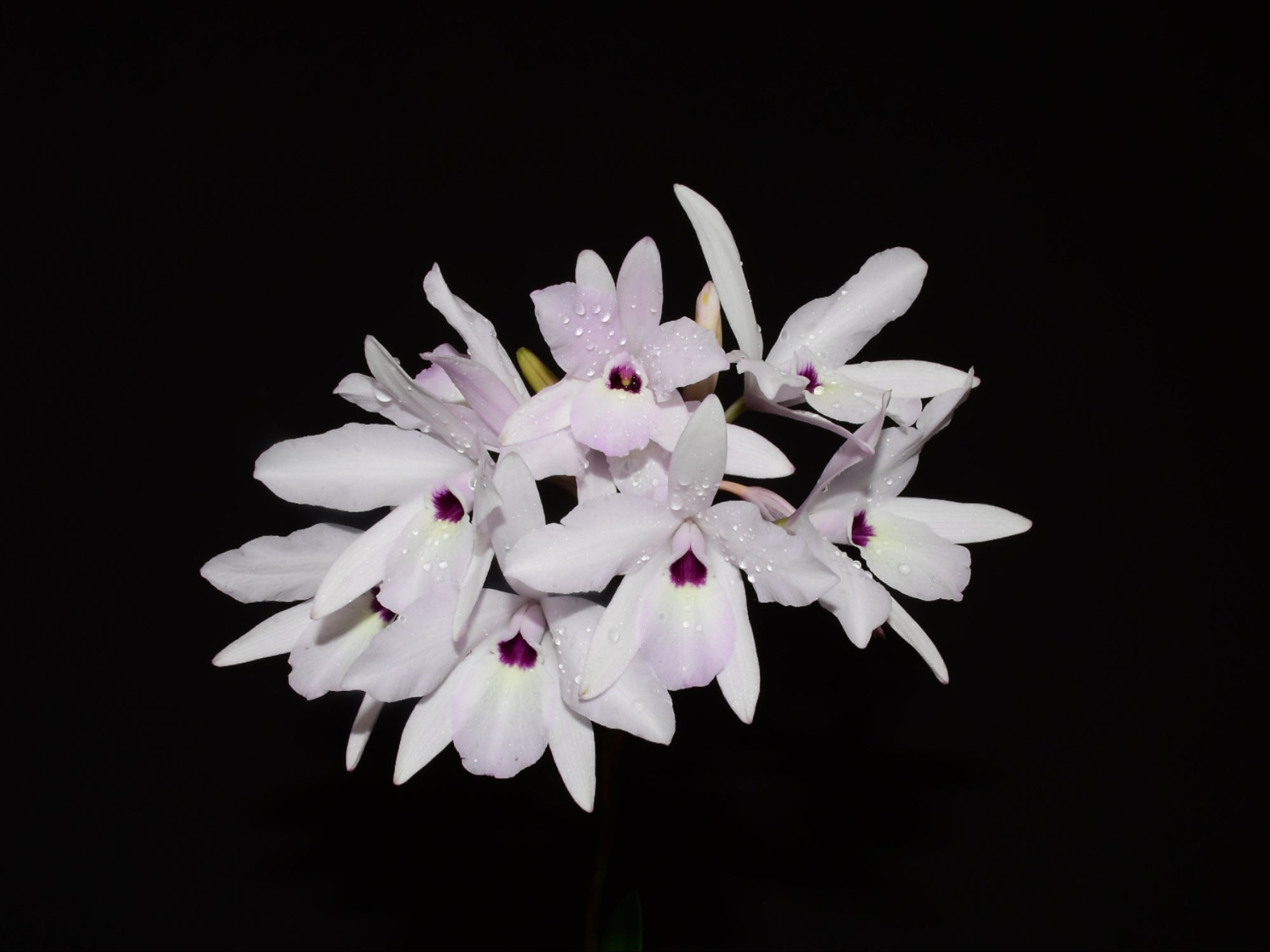 Laelia rubescens f. semialba