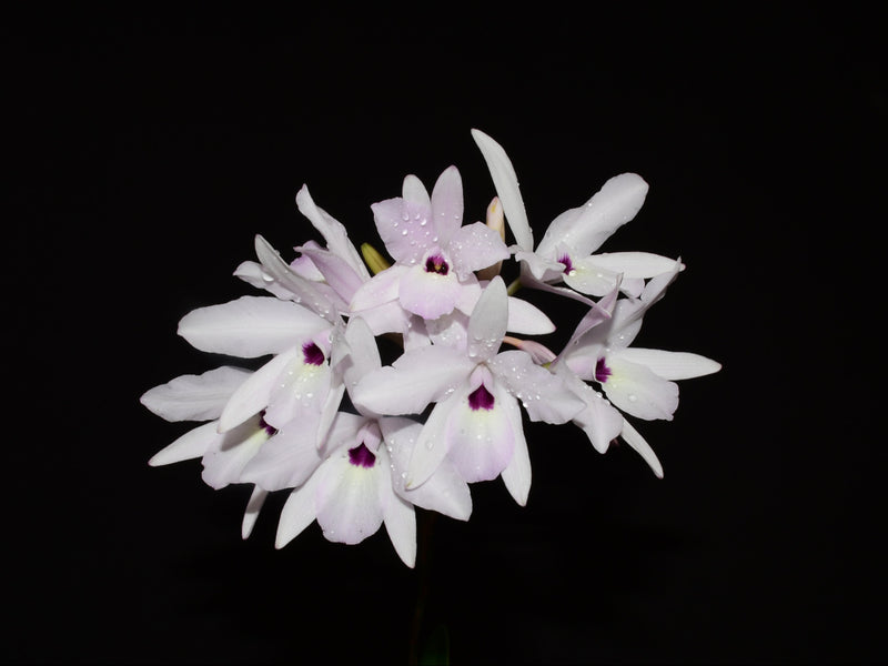 Laelia rubescens f. semialba