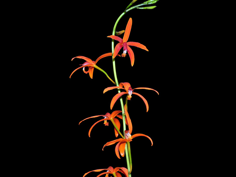 Cattleya sanguiloba