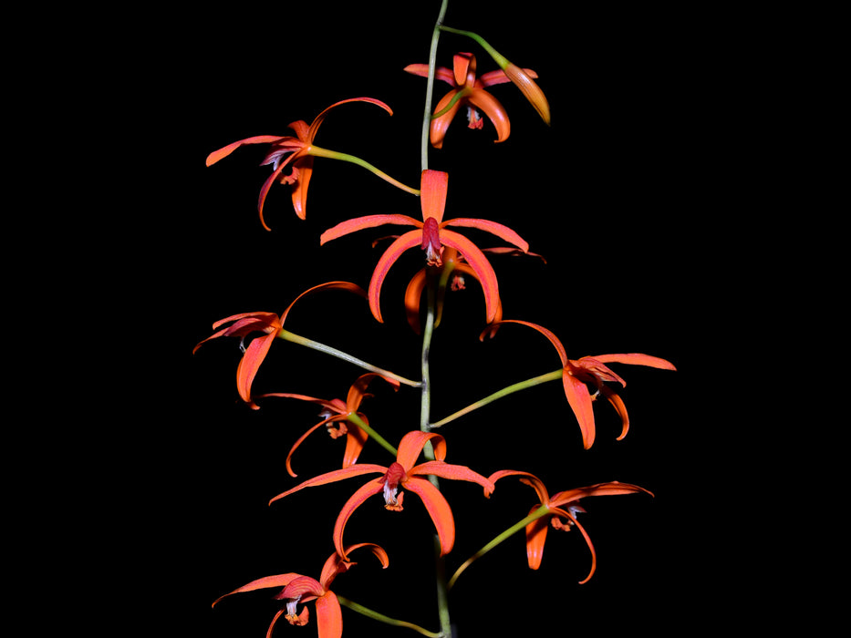 Laelia sanguiloba