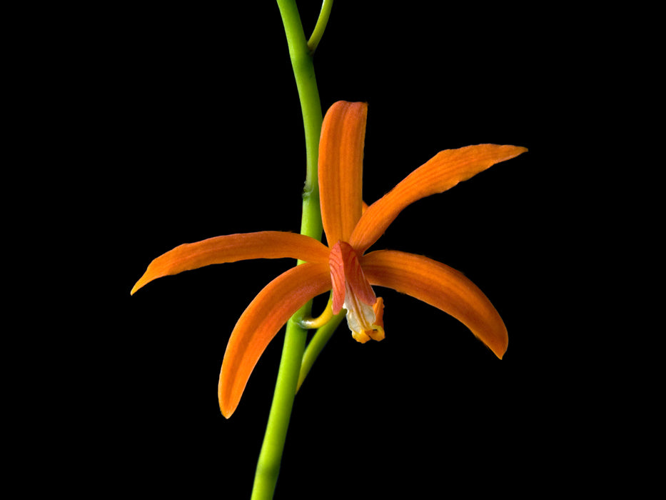 Laelia sanguiloba