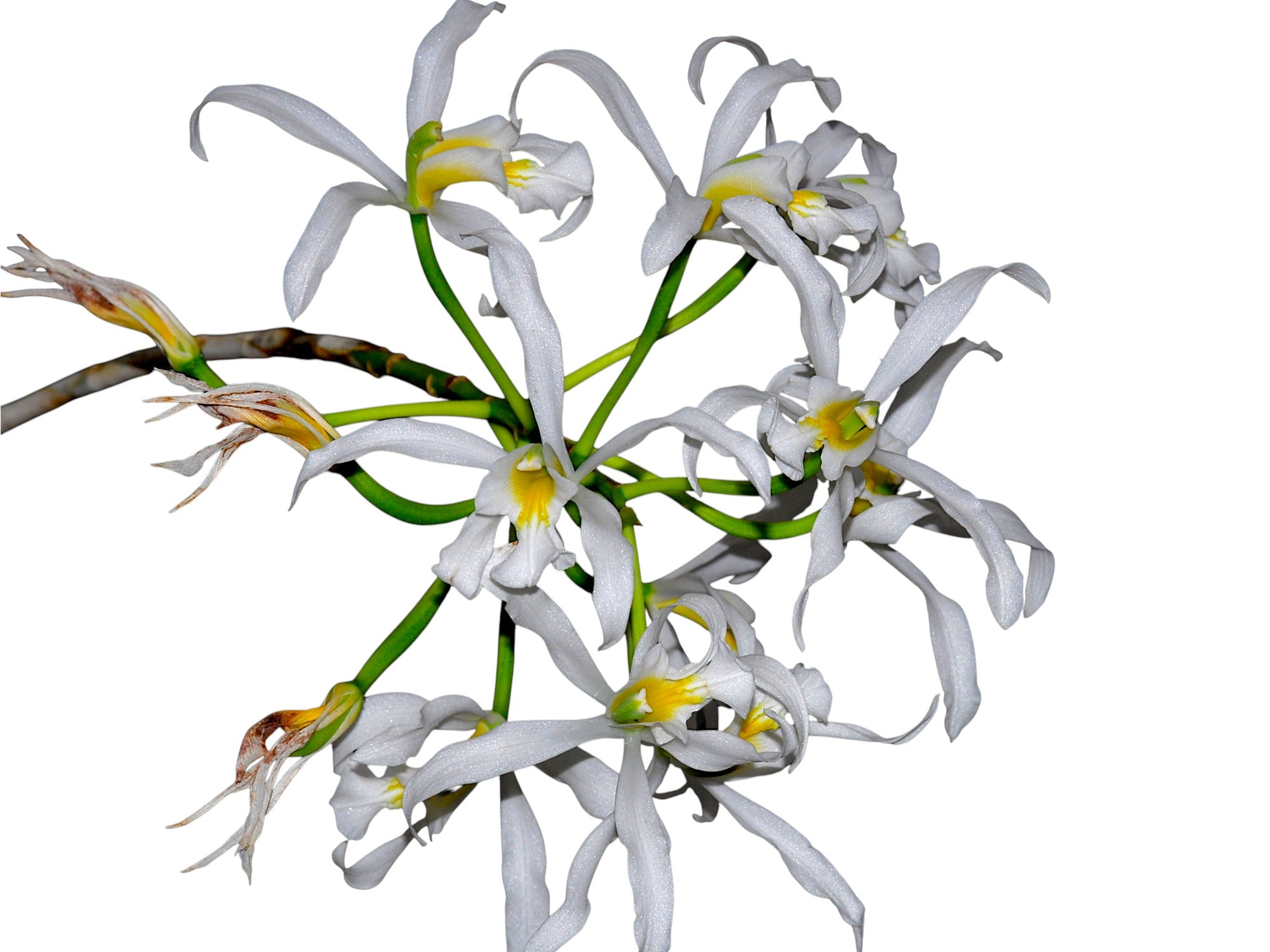 L*H様 XL ODORIBA fragment WEEKEND SEQUEL Laelia superbiens f. alba — Ecuagenera Orquídeas del Ecuador