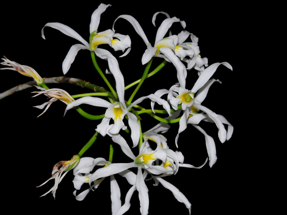 Laelia superbiens f. alba