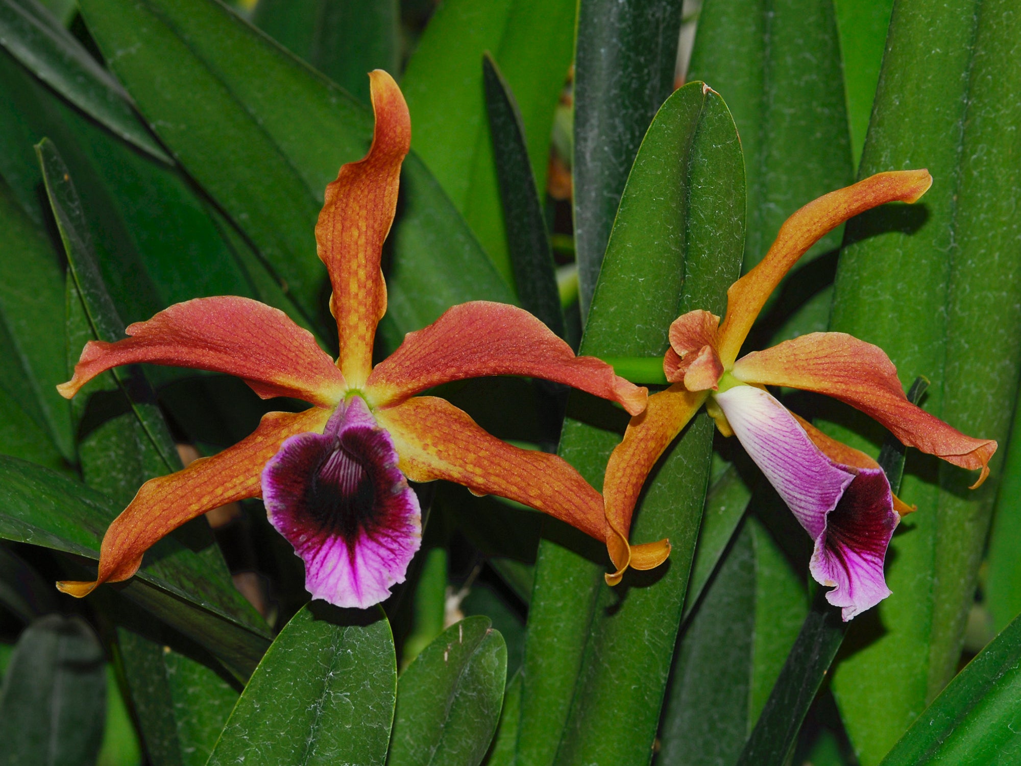 Cattleya tenebrosa – Bronze Cattleya Orchid Species from Brazil
