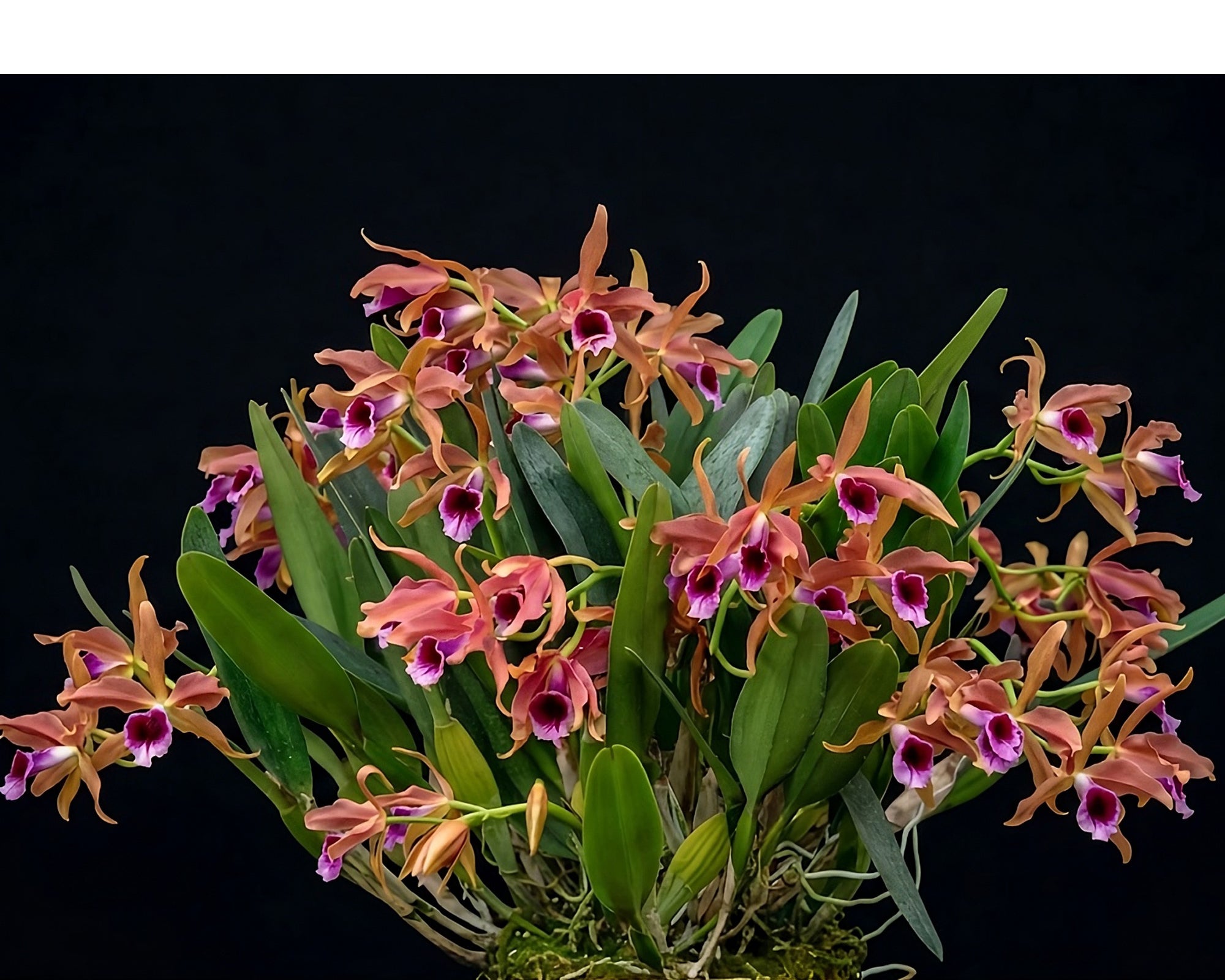 Cattleya tenebrosa – Bronze Cattleya Orchid Species from Brazil