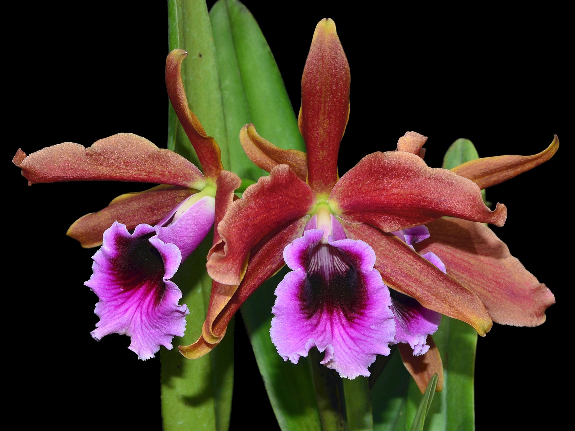 Cattleya tenebrosa – Bronze Cattleya Orchid Species from Brazil