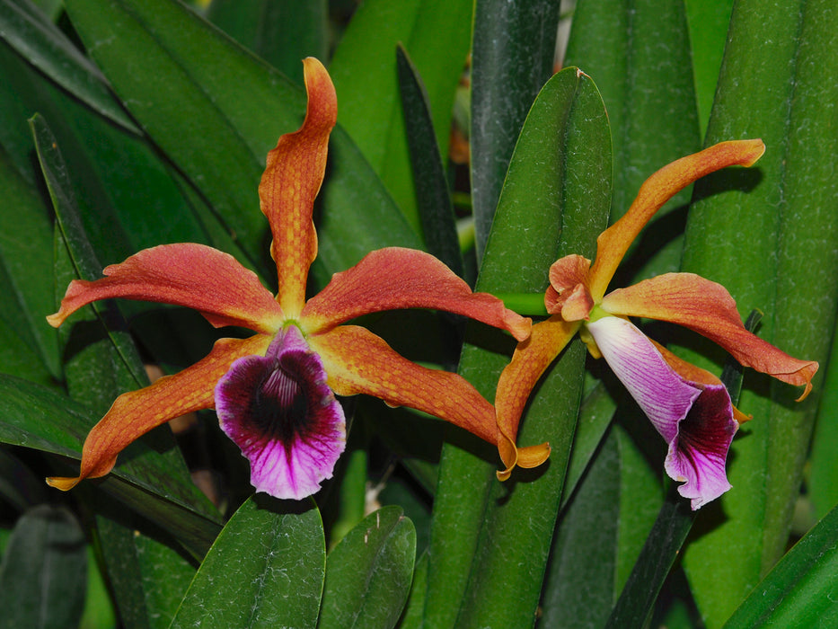 Laelia tenebrosa