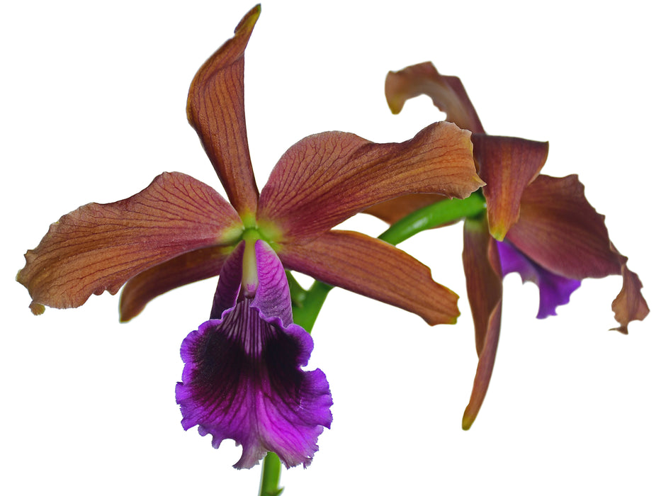 Laelia tenebrosa