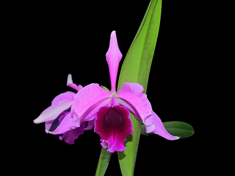 Laelia tenebrosa x Laeliocattleya Roeblingii 'Sentinel'