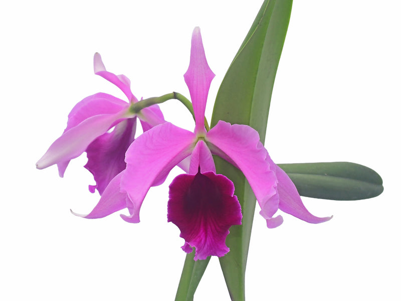 Laelia tenebrosa x Laeliocattleya Roeblingii 'Sentinel'