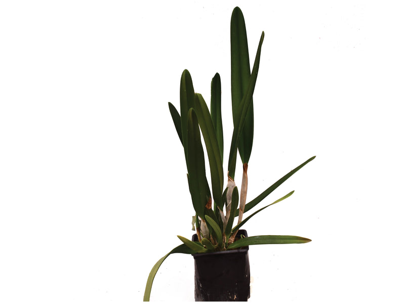 Cattleya purpurata uba tuba splash x uba tuba