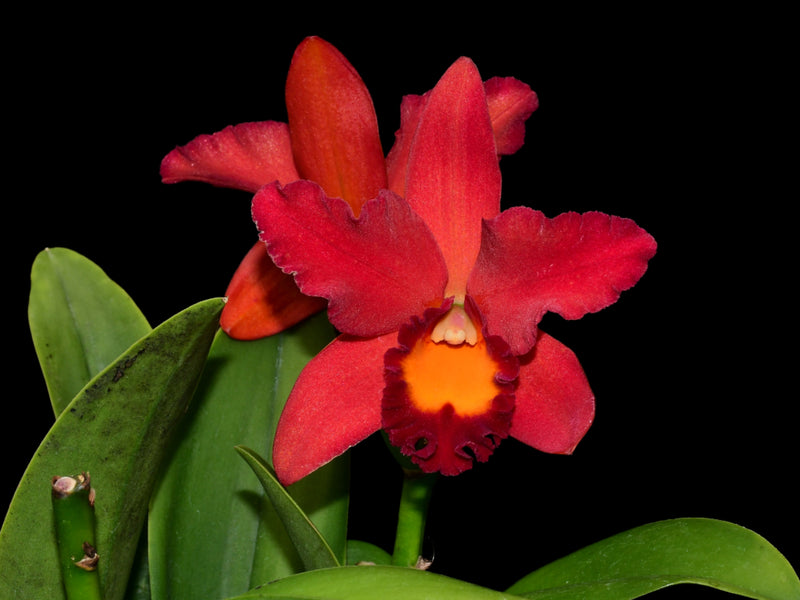 Laeliocattleya Aussie Sunset 'cosmic Fire' x P. Irene Fell Ruby Red  h00056