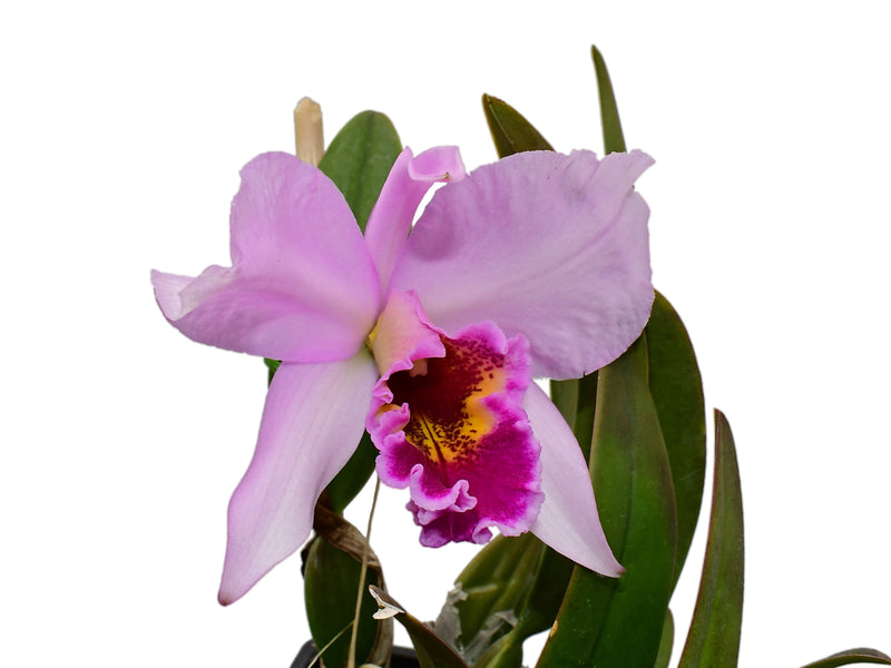 Laeliocattleya Caligula