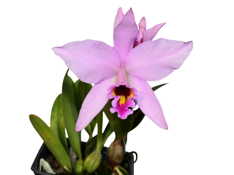 Laeliocattleya Caligula