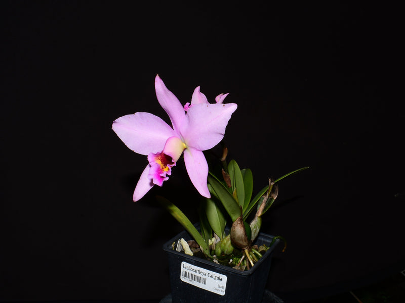 Laeliocattleya Caligula