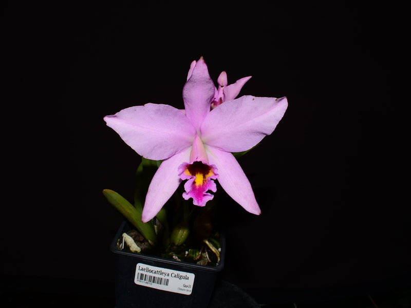 Laeliocattleya Caligula