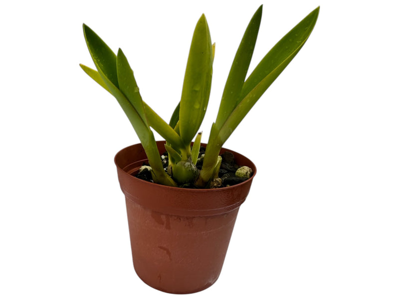 Laeliocattleya Camargo