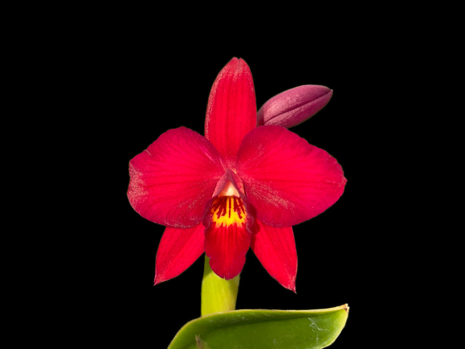 Laeliocattleya Camargo 'Ecuagenera'