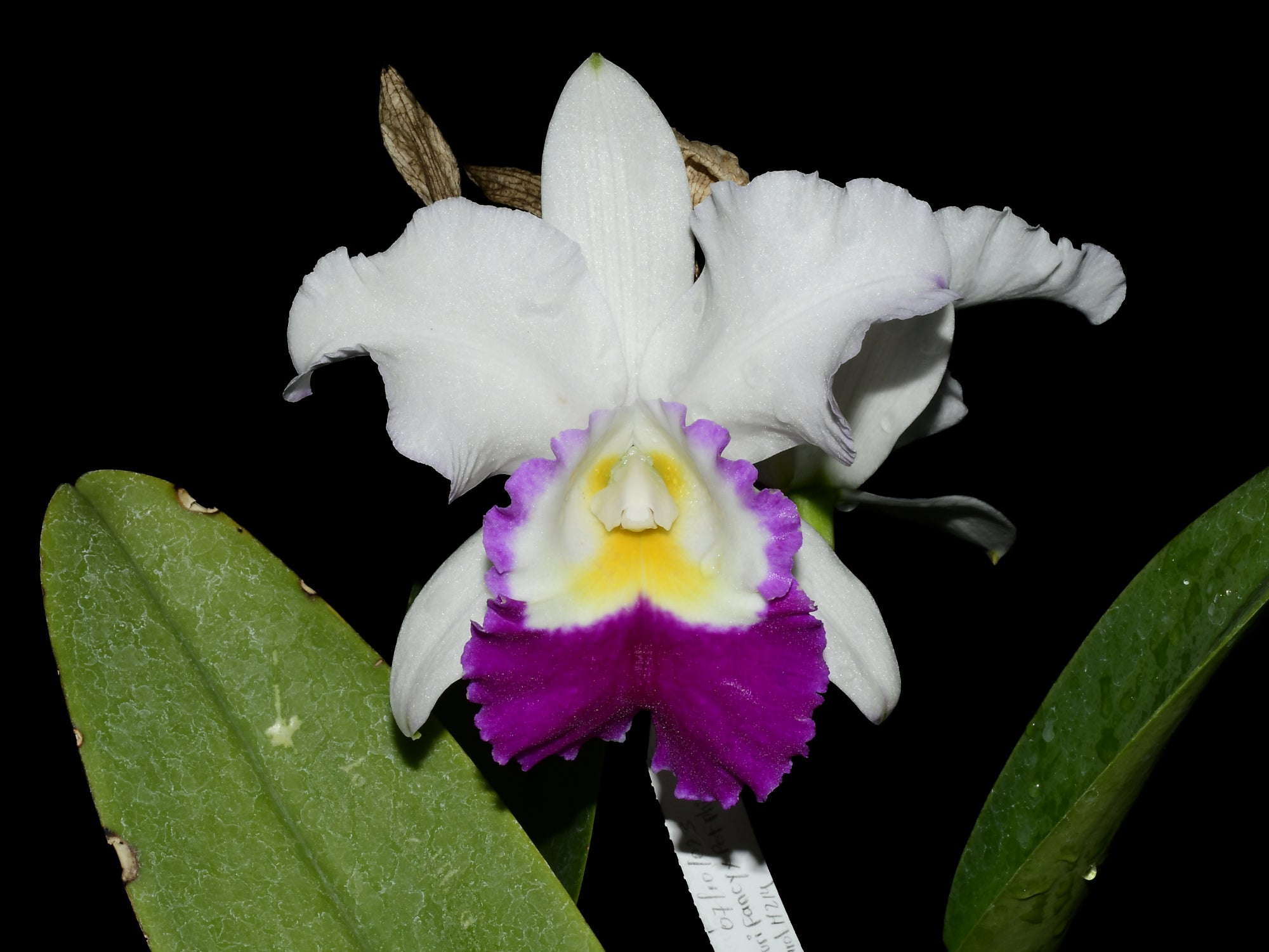 Cattleya Mildred Rives — Ecuagenera Orquídeas del Ecuador