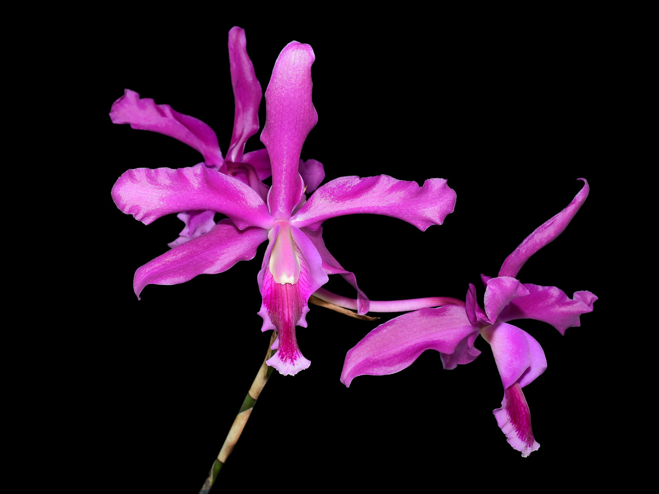 Laeliocattleya