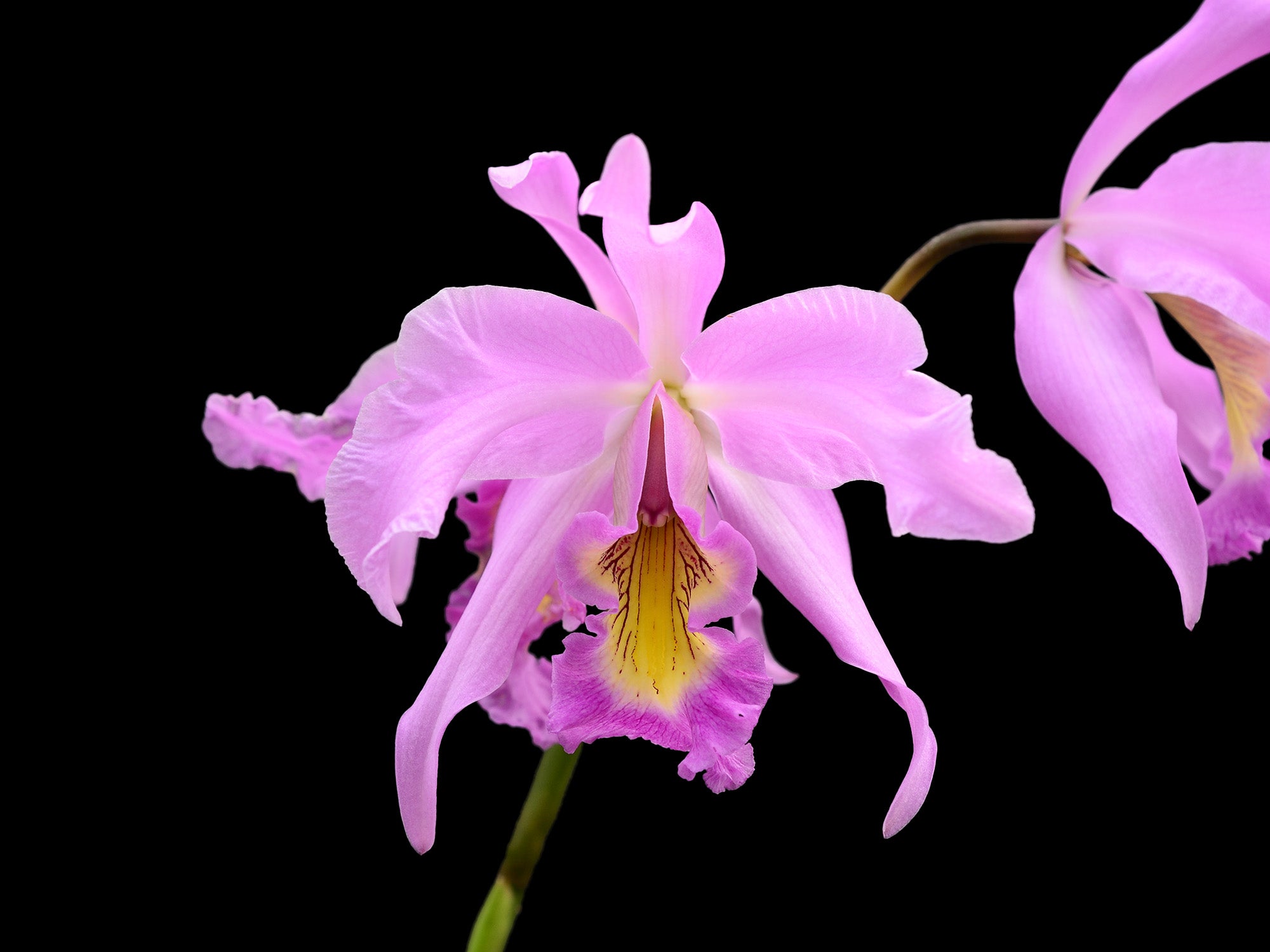 Laeliocattleya Denisii — Ecuagenera Orquídeas del Ecuador