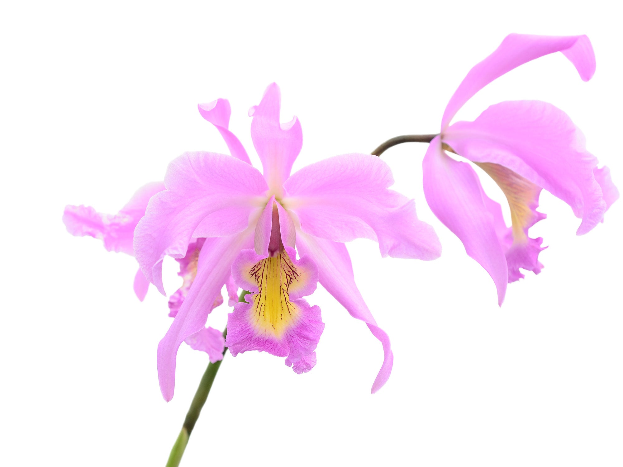 Laeliocattleya Denisii — Ecuagenera Orquídeas del Ecuador