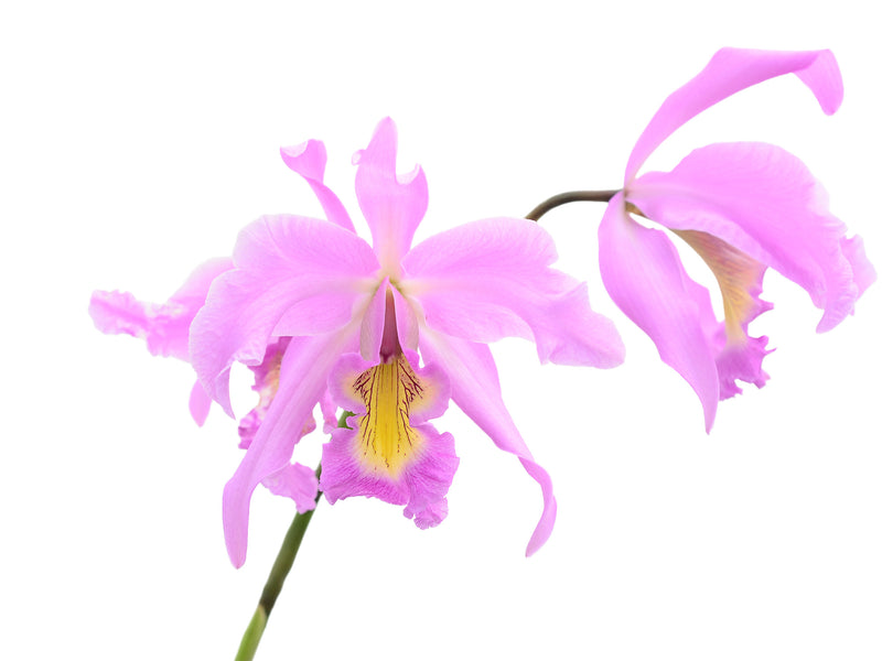 Laeliocattleya Denisii