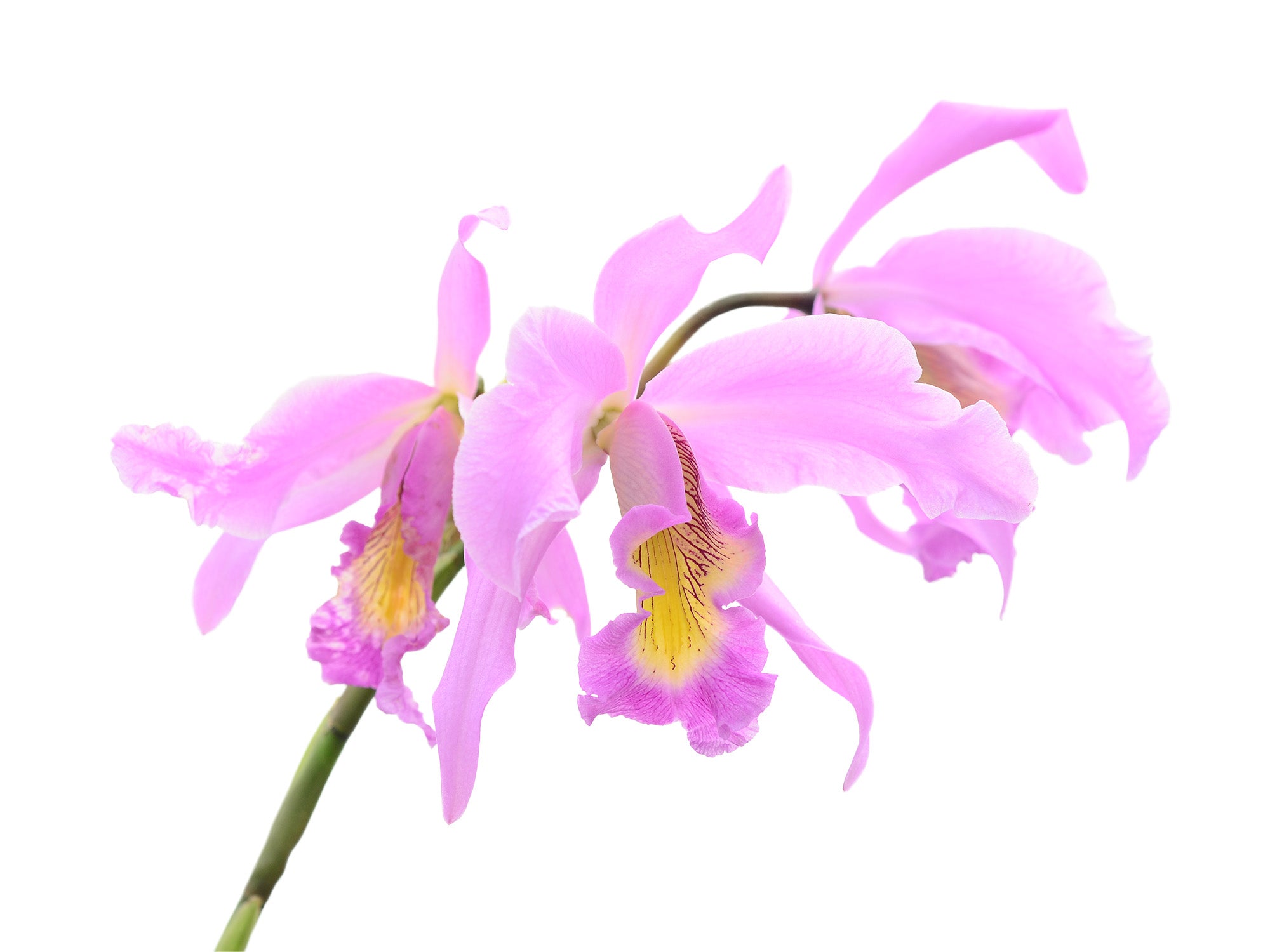 Laeliocattleya Denisii — Ecuagenera Orquídeas del Ecuador