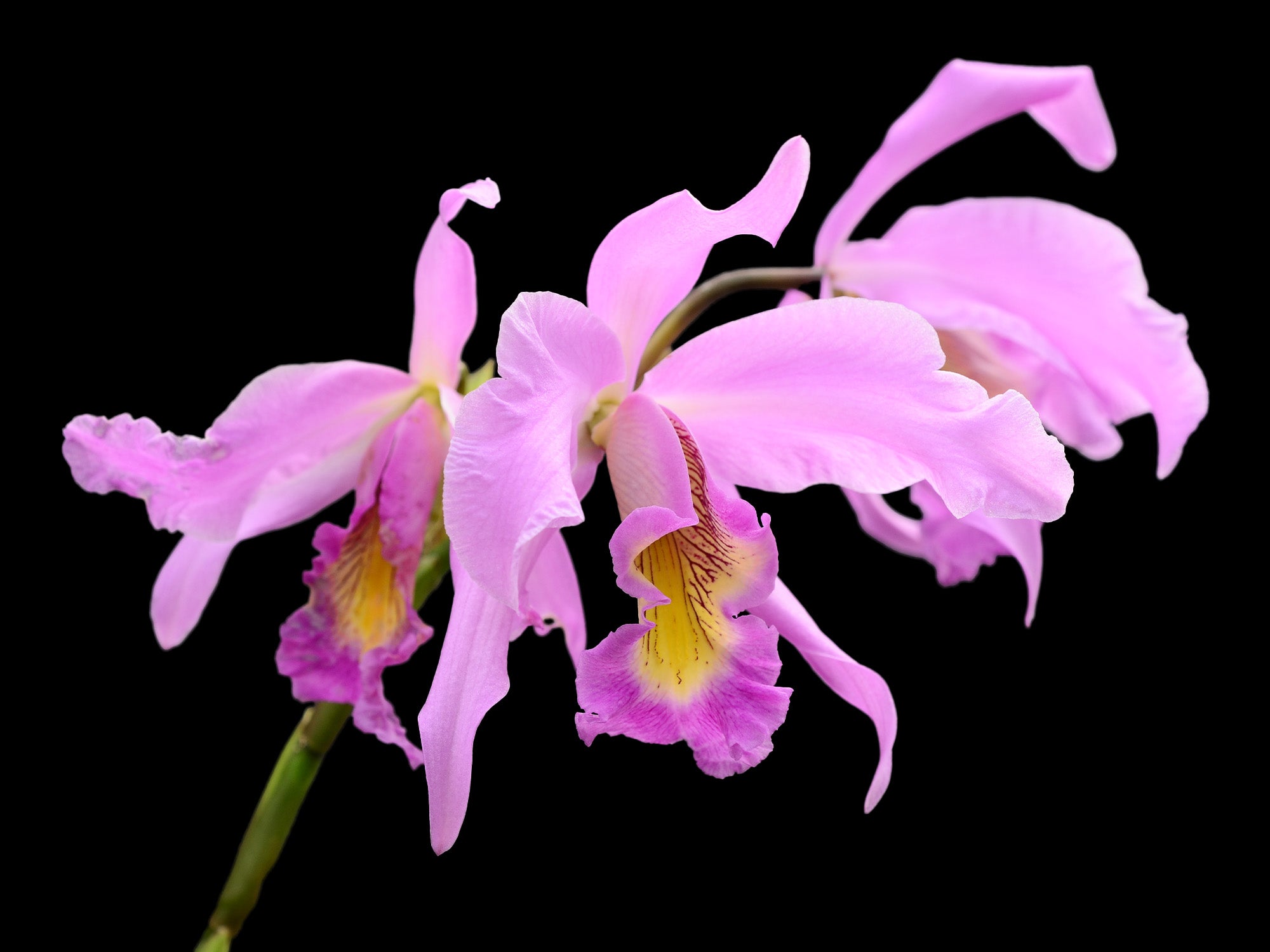 Laeliocattleya Denisii — Ecuagenera Orquídeas del Ecuador