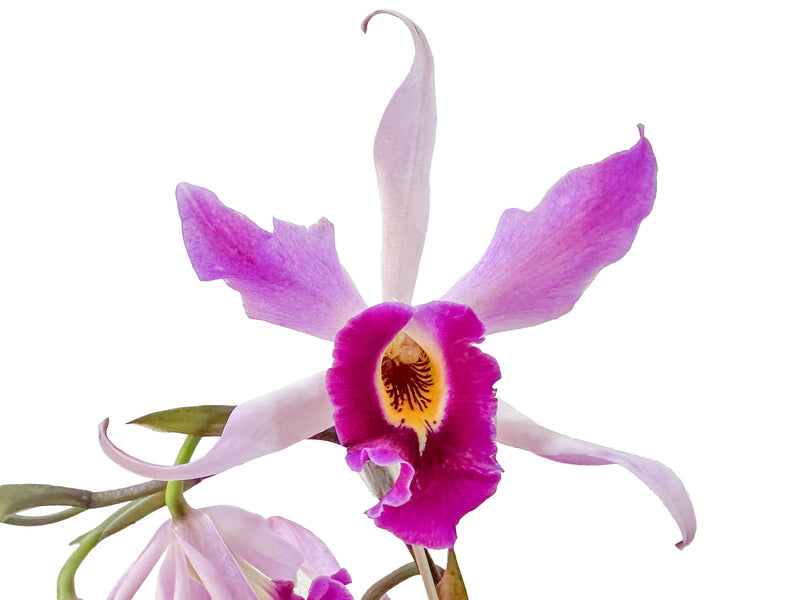 Laeliocattleya Edissa