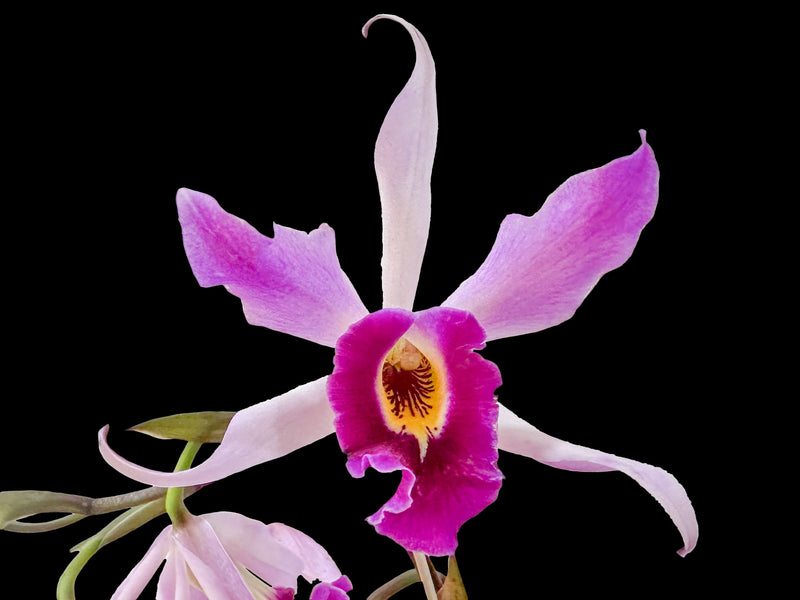 Laeliocattleya Edissa