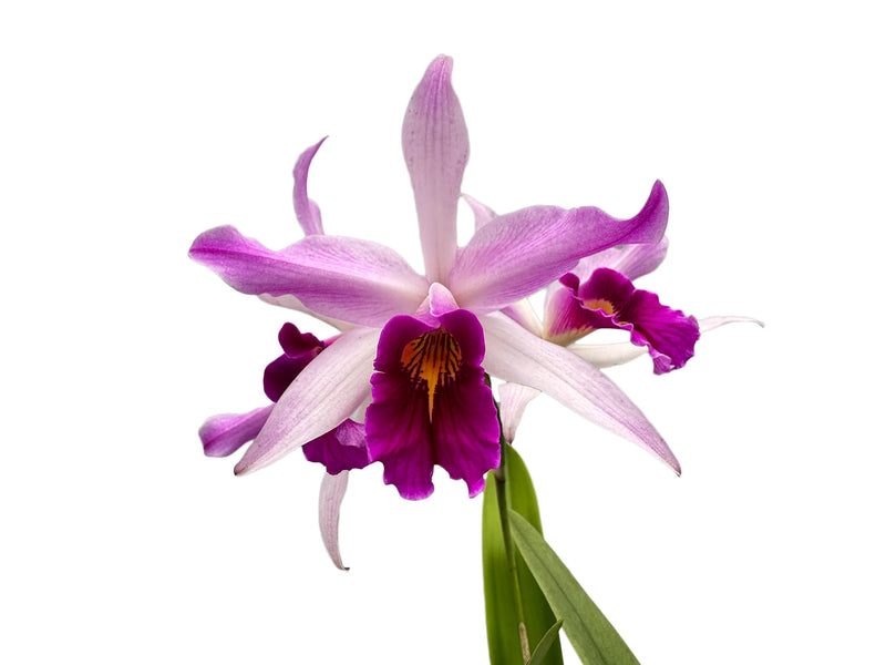 Laeliocattleya Edissa uba tuba