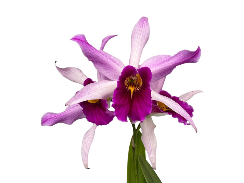 Laeliocattleya Edissa uba tuba