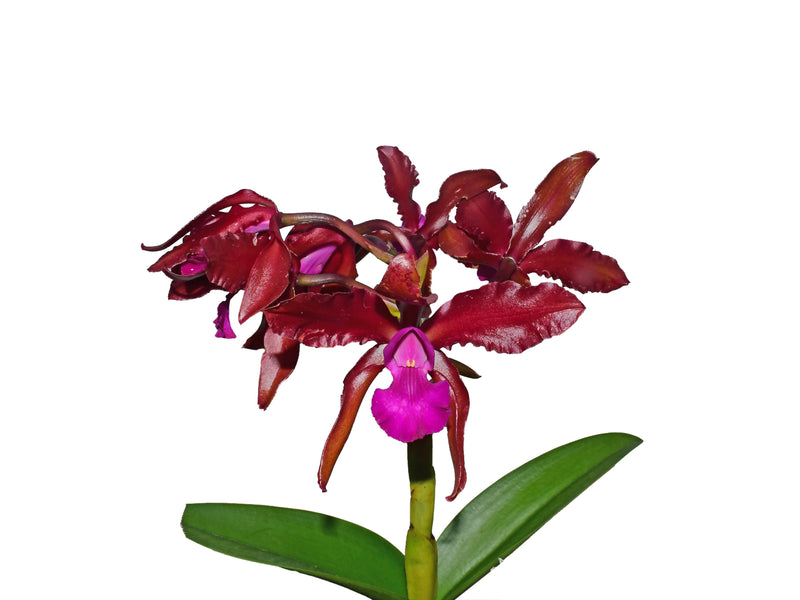 Laeliocattleya Eduardo Andrade