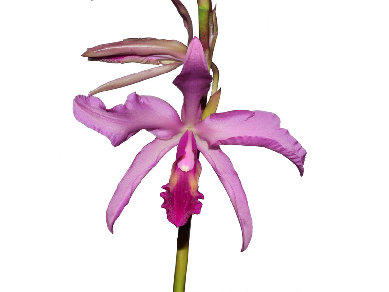 Laeliocattleya El Ranchito