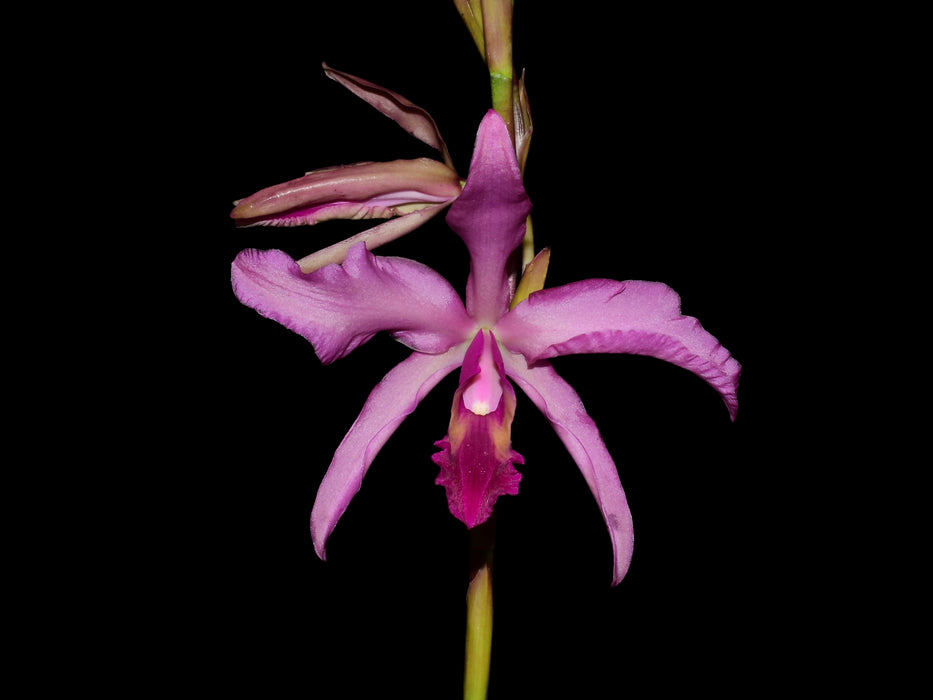 Laeliocattleya El Ranchito