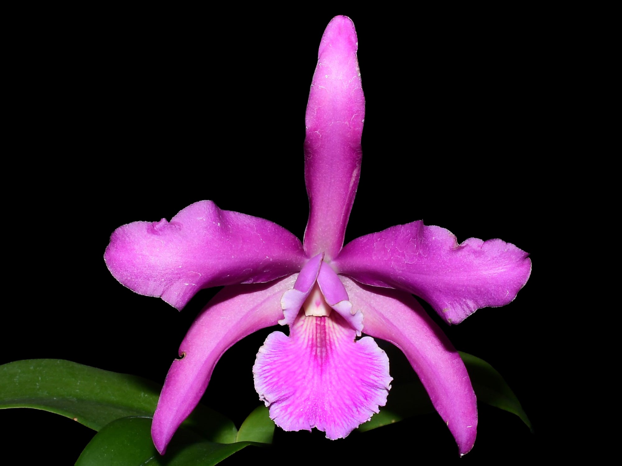 Laeliocattleya Elizabeth Chen — Ecuagenera Orquídeas del Ecuador