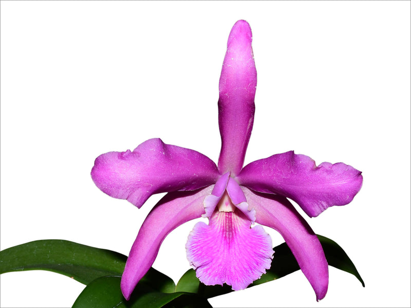 Laeliocattleya Elizabeth Chen 'Cariño' 3412