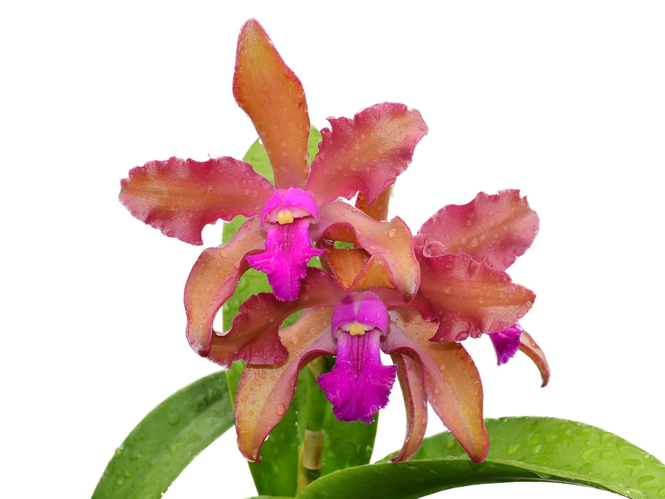 Laeliocattleya Gigi Portilla