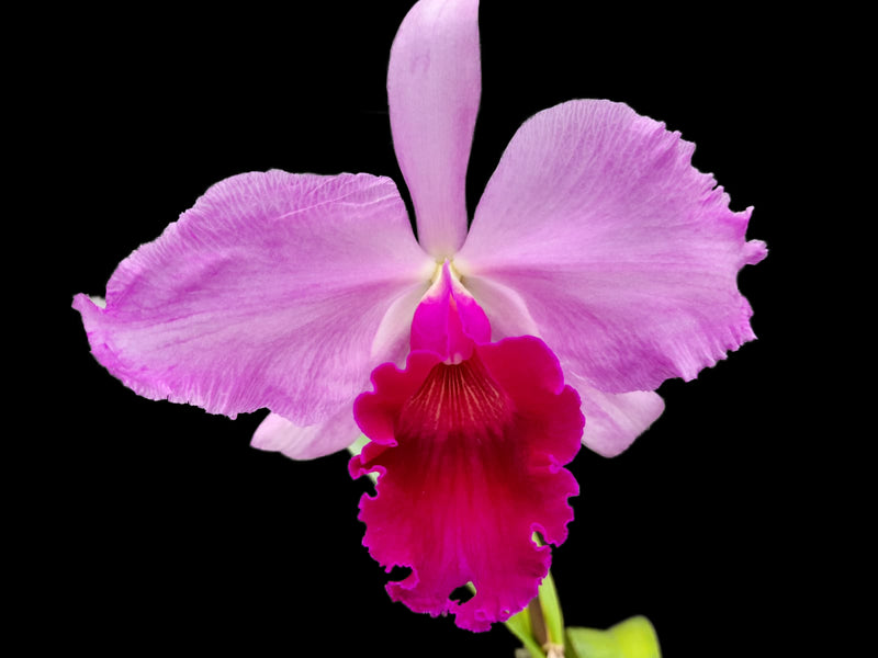 Laeliocattleya Gold Digger x Slc. Rife 'Red December'