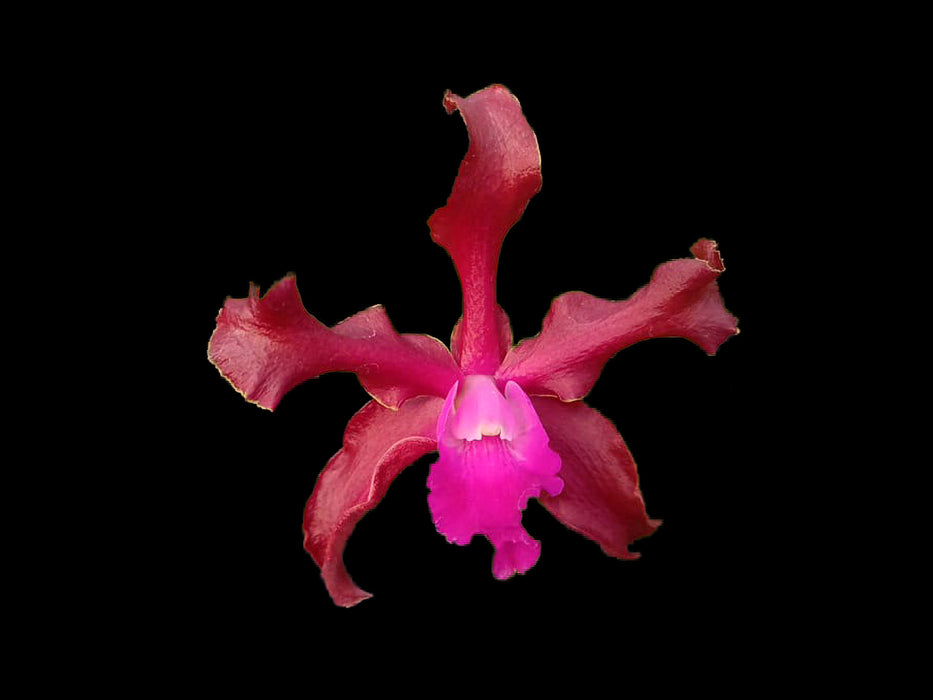 Laeliocattleya Gualaceo Bicentenario