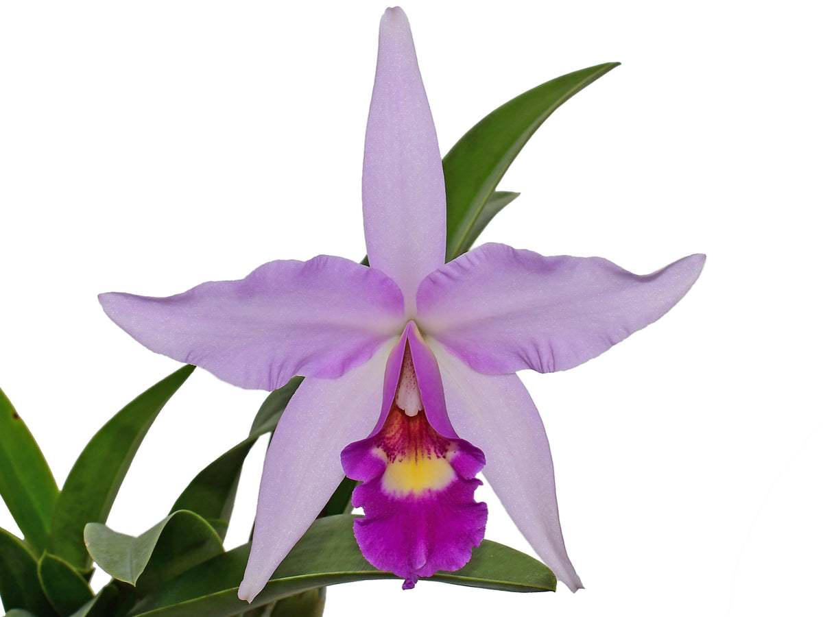 Laeliocattleya_Interceps.