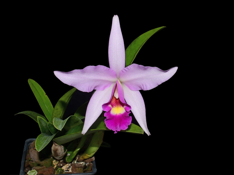 Laeliocattleya Interceps